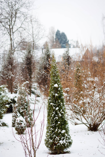 Frostige Winterlandschaft im verschneiten Wald. Weihnachten Hintergrund mit Tannenbäumen und unscharfen Hintergrund des Winters. - Foto, Bild