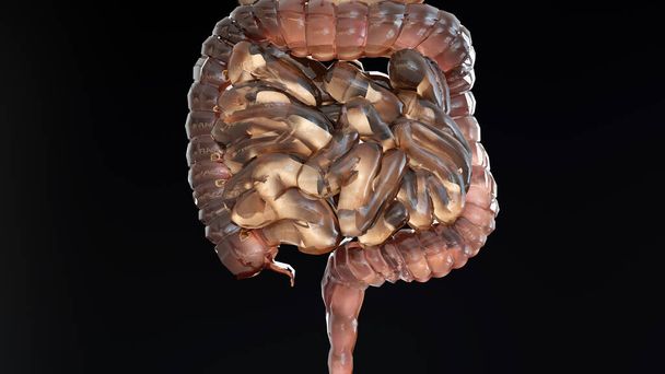 Переваривание анатомии желудка человека, концепция кишечника, От рта до кишечника, слабительное, обаяние запоров, пищевод, глотание и пищеварение пищи, 3D-реандер - Фото, изображение