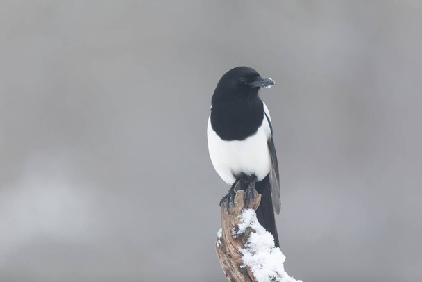 European Magpie Pica pica perching on a dead branch or on ground - Photo, Image