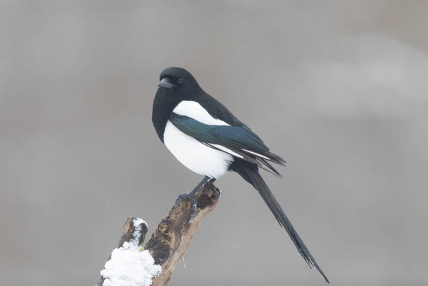 European Magpie Pica pica perching on a dead branch or on ground - Photo, Image