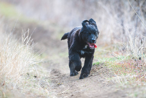 Joyeux chien qui court. Récupérateur d'or noir - Photo, image
