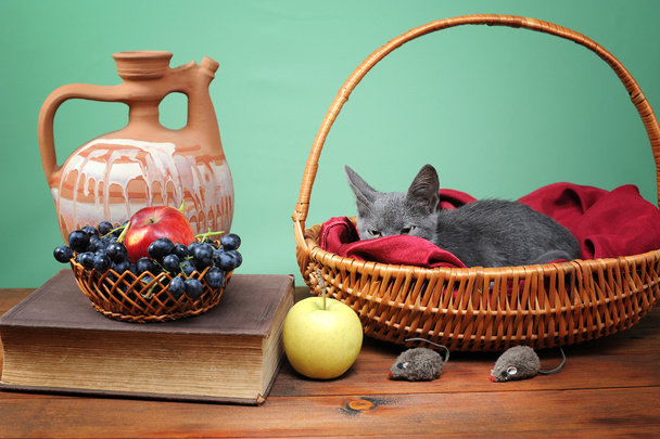 Kot odpoczynek w wiklinowym koszu - Zdjęcie, obraz