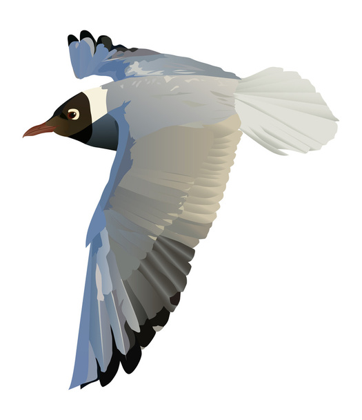 Чайка в полете
 - Вектор,изображение