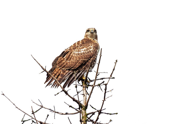 A red-tailed hawk perched on top of a pine tree with a white background background - Photo, Image