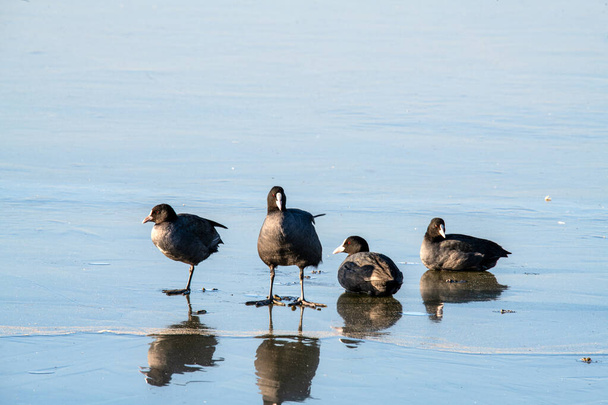 Las aves Coot se meten en el agua - Foto, imagen