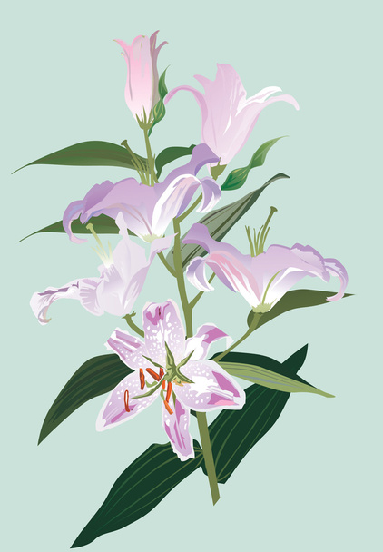light lily on blue illustration - Vector, Image