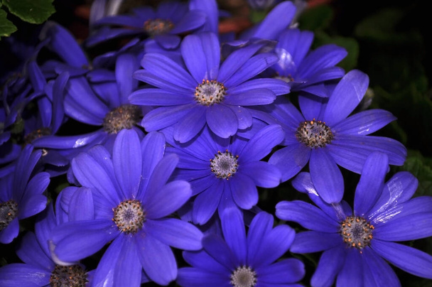 Swan River päivänkakkara tai Compositae tunnetaan myös nimellä Dainty sininen kukkia, Potted sininen Pericallis, keväällä puutarhassa - Valokuva, kuva