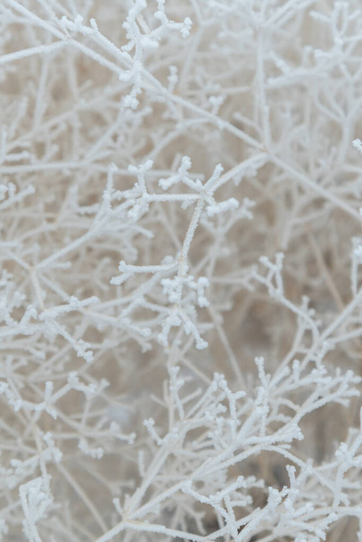 雪に覆われた低木の枝のクローズアップ。クモの巣のような霜の日に白い木の枝と霜の三次元パターン. - 写真・画像