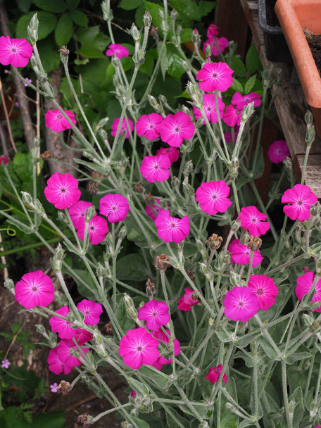 Rose Campion eloisa vaaleanpunaisia kukkia nähdään lähikuva - Valokuva, kuva