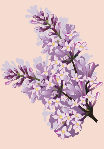 Flores de lila
 - Vector, imagen
