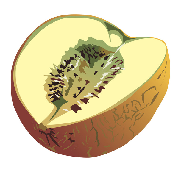 yellow melon - Vector, Image