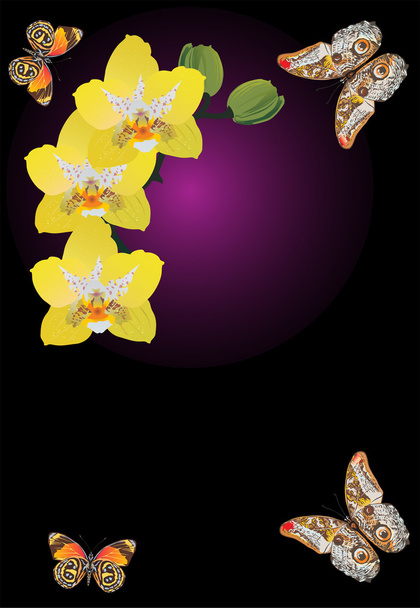 yellow orchid flowers and butterflies - Vector, Image