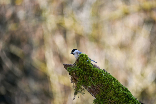 A Marsh Tit  ( Poecile palustris ) on a log with green moss in nature - Photo, Image
