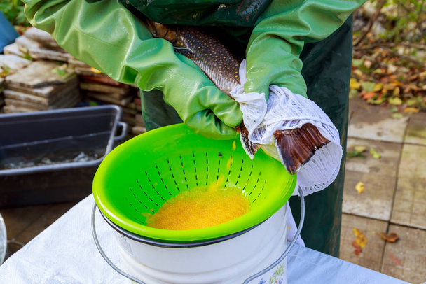The process of obtaining yellow caviar from brook trout. Fish farming. Milking fish. - Photo, Image