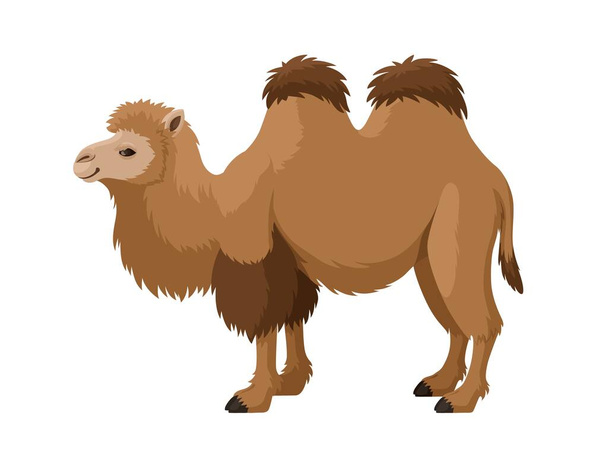 El camello bactriano está sobre un fondo blanco. Ilustración de dibujos animados vectoriales de camello de dos jorobas. vector de stock. - Vector, imagen