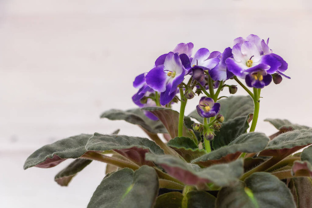 Une fleur violette africaine pourpre en pleine floraison : un gros plan. - Photo, image