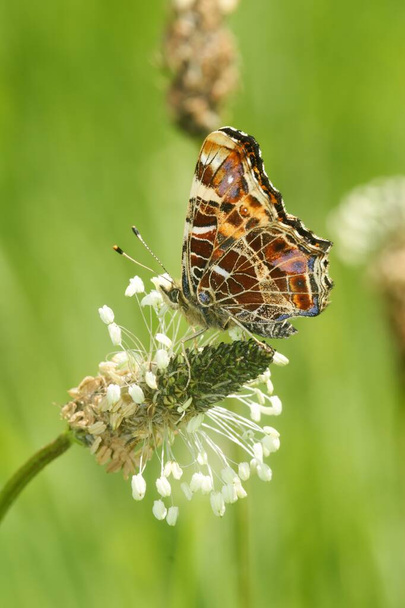 Bunte vertikale Nahaufnahme auf der Landkarte Schmetterling, Araschnia levana, sitzend auf der Vegetation mit geschlossenen Flügeln - Foto, Bild