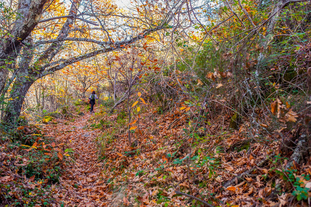 Trekker walking through chesnut forest. Magic Autumn at Ambroz Valley, Extremadura, Spain - Photo, image