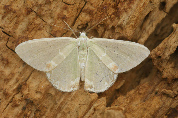 Closeup detalhado da mariposa de geômetro esmeralda de cor verde agradável, Comibaena bajularia com asas abertas - Foto, Imagem