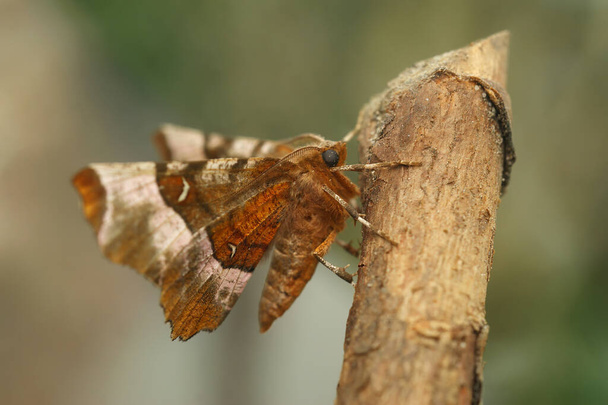 Closeup detalhado na traça do geômetro do espinho roxo, Selenia tetralunaria, sentado em madeira com asas abertas - Foto, Imagem