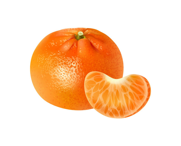 Realistic fresh whole tangerine with segment vector illustration - Vector, Image