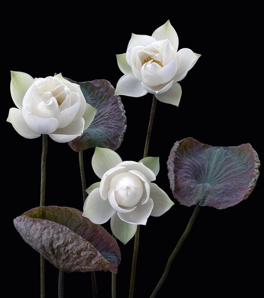 mooie zwarte achtergrond witte lotus foto. - Foto, afbeelding