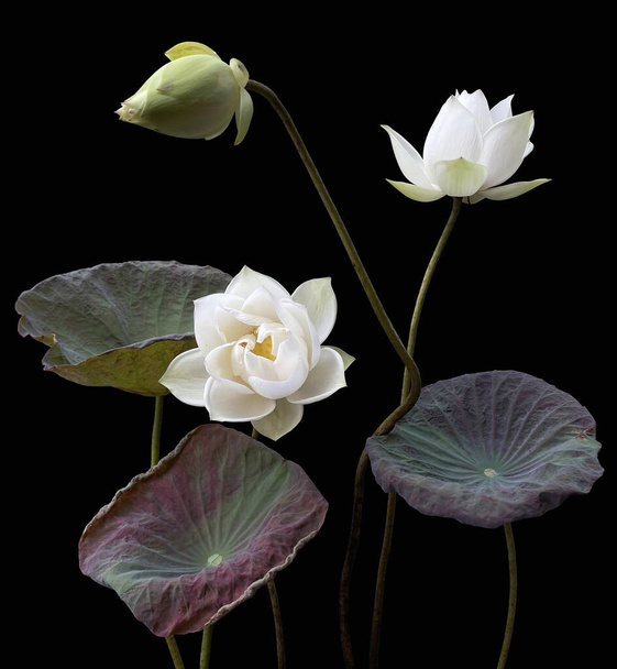 beautiful black background white lotus photo. - Photo, Image