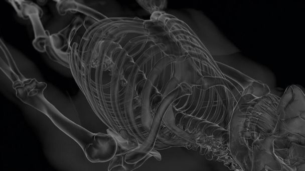Ανθρώπινη σκελετική ανατομία για την ιατρική έννοια Xray 3D rendering με λευκό και μαύρο συνδυασμό - Φωτογραφία, εικόνα