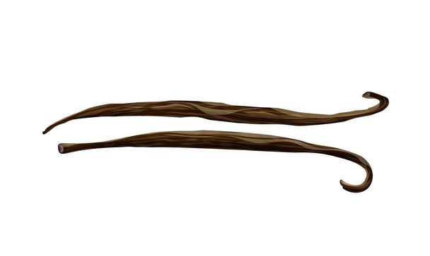 Realistic dried brown vanilla beans vector illustration - Vector, Image