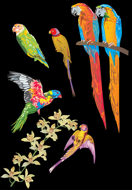parrots collection on black - Vector, Image