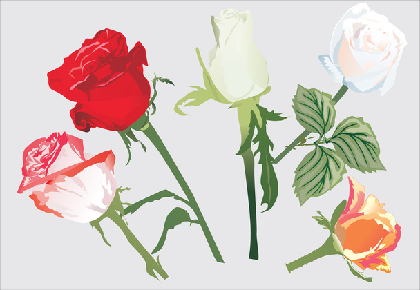 five rose flowers illustration - Vector, Image