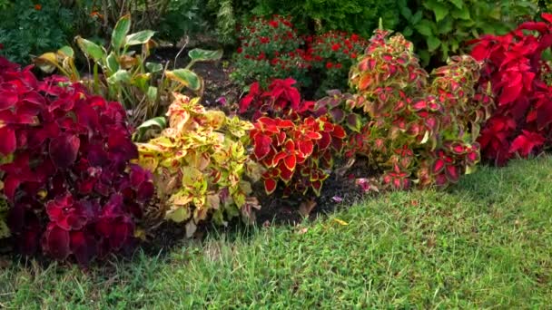 This video shows a beautiful view of a garden in a front yard.   - Metraje, vídeo