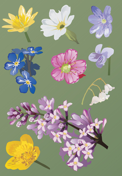 set of spring wild flowers - Vector, Image