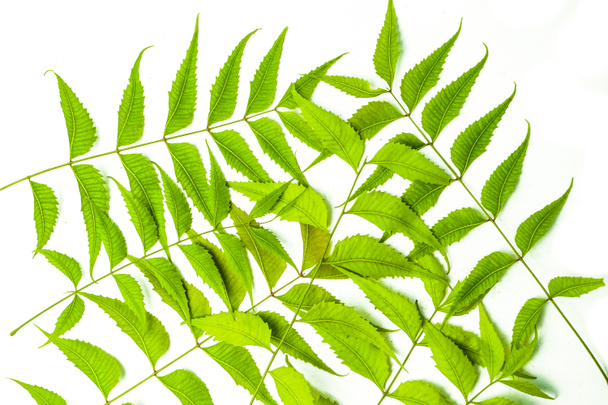 Azadirachta indica neem folhas isoladas sobre fundo branco  - Foto, Imagem