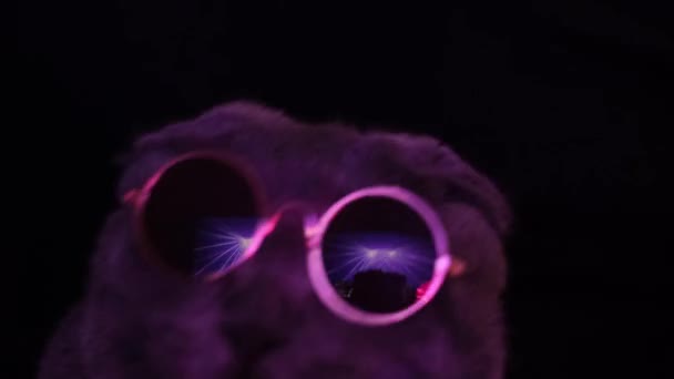 A cat in sunglasses is dancing in a disco club. Scottish gray cat in glasses. Close-up of a cats face. 4k video - Materiał filmowy, wideo