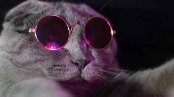  Egy luxus hazai macska szemüvegben pózol egy fekete háttér. Stúdió neonfény. - Felvétel, videó