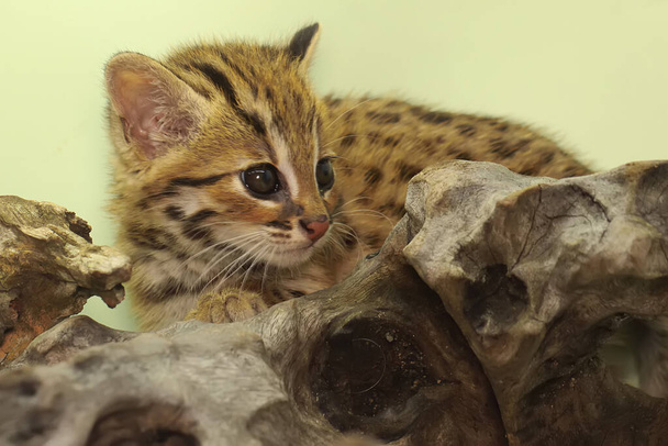 A aparência de um bebê leopardo gato é bonito e adorável. Este mamífero noturno que vive em áreas florestais na ilha de Java tem o nome científico Prionailurus bengalensis. - Foto, Imagem