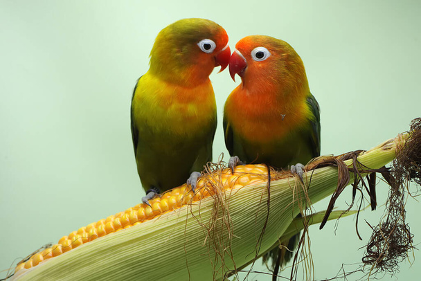Un par de tortolitos se posan sobre un grano de maíz que está listo para ser cosechado. Esta ave que se utiliza como símbolo del amor verdadero tiene el nombre científico Agapornis fischeri. - Foto, imagen