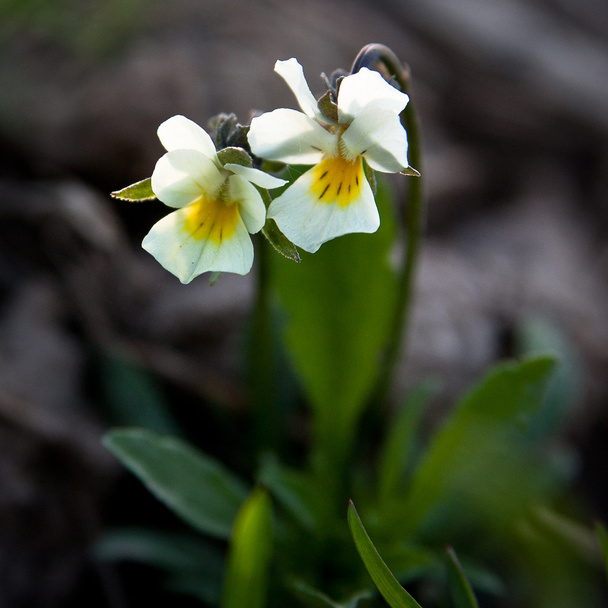 Viola arvensis - Photo, Image