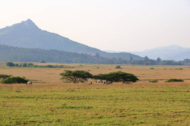 Santuário de vida selvagem de Mlilwane na Suazilândia, Eswatini - Foto, Imagem