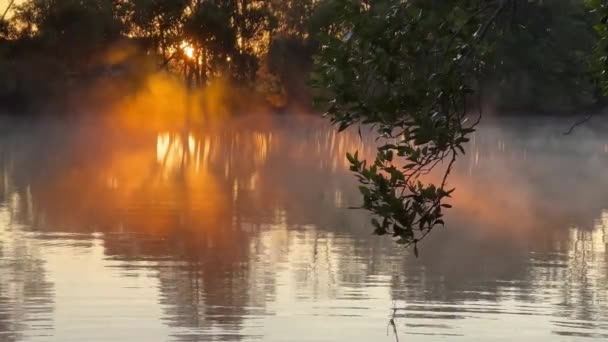 Mist rolt over de Lansdowne rivier, NSW bij zonsopgang. Vreedzame schilderachtige mistige ochtend - Video