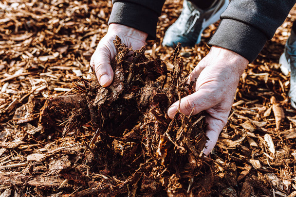 木材チップのマルチ堆肥化。人の園芸手袋で手はベッドをマルチ化するためのグランドウッドチップを保持します。土壌の肥沃度の向上、マルチ化、有機性廃棄物の堆肥化 - 写真・画像