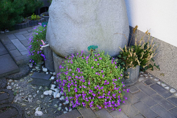 Fioletowe kwiaty Aubrieta deltoidea "fioletowy" obok kolektora deszczówki w postaci kamienia w ogrodzie w kwietniu. Aubrieta - rodzaj roślin z rodziny kapustnych (Brassicaceae). Berlin, Niemcy  - Zdjęcie, obraz