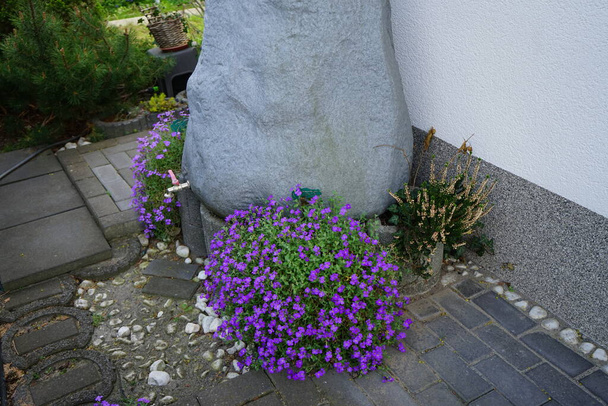 Fioletowe kwiaty Aubrieta deltoidea "fioletowy" obok kolektora deszczówki w postaci kamienia w ogrodzie w kwietniu. Aubrieta - rodzaj roślin z rodziny kapustnych (Brassicaceae). Berlin, Niemcy  - Zdjęcie, obraz