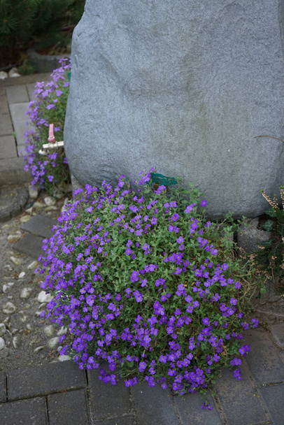 Veilchenblüten von Aubrieta deltoidea 'Violet' in der Nähe eines Regenwassersammlers in Form eines Steins im Garten im April. Aubrieta ist eine Pflanzengattung aus der Familie der Kohlgewächse Brassicaceae. Berlin, Deutschland  - Foto, Bild