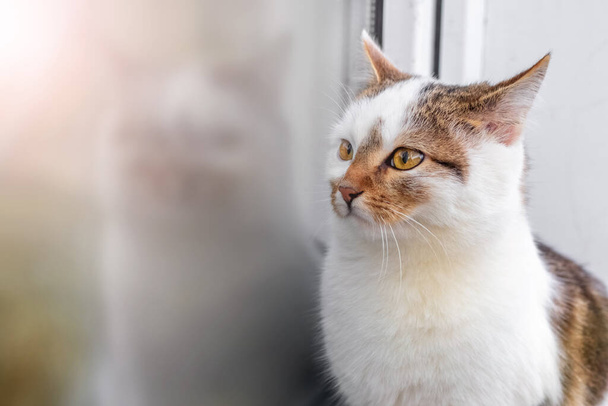 Um gato manchado branco senta-se à janela e é refletido no vidro da janela - Foto, Imagem