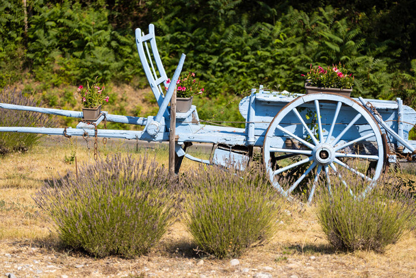 carrello di legno blu con lavanda - Foto, immagini