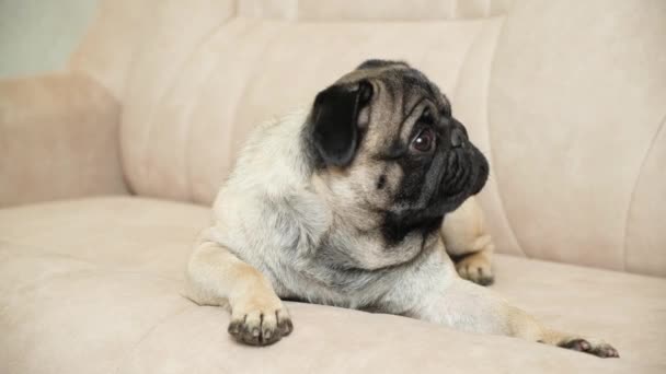 Ένα χαριτωμένο σκυλάκι ξαπλώνει στον καναπέ και κοιτάζει αλλού. Φροντίδα για τα pugs, παλτό τους, πτυχώσεις, αυτιά και τα μάτια - Πλάνα, βίντεο
