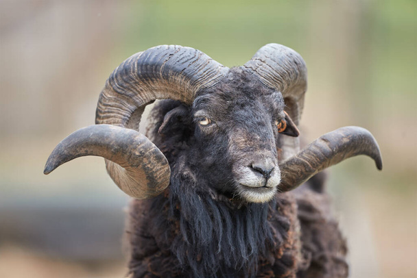 Close up portret van gehoornde zwarte ouessant schapen ram - Foto, afbeelding