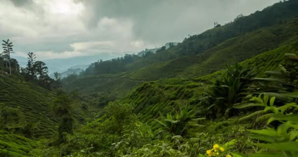 Colture di tè, tra le colline degli altopiani Cameron, paesaggi verdi modificati dalla mano dell'uomo nella zona di Tanah Rata, Malesia - Filmati, video